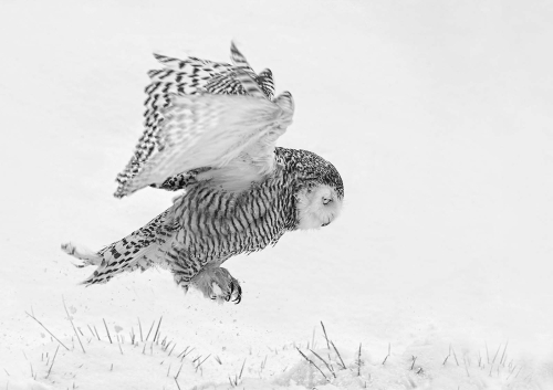 Concentrating by Pete Whieldon