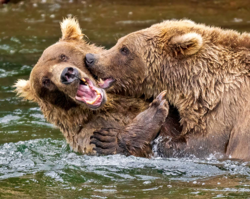 Give-us-a-kiss by Simon Roberts
