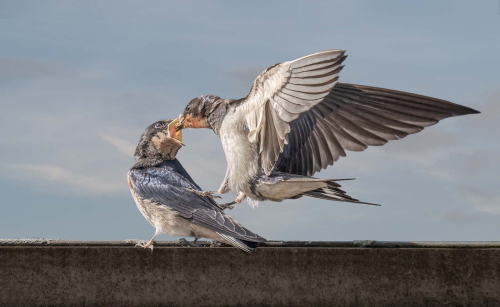 Swallow feeding fledgeling by Jo Knight