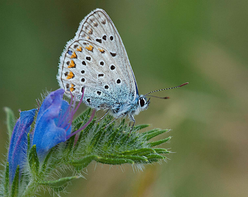 Common Blue Butterfly by David Rayment