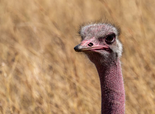 What-you-looking-at by Mike Kidd
