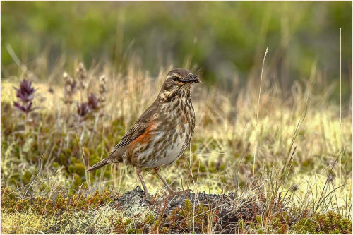 Redwing-collecting-grubs by Carol Minks
