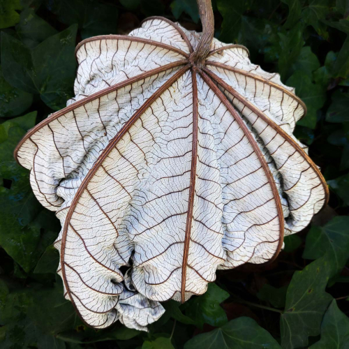 Underleaf by Marilyn Woodthorpe
