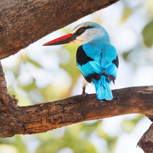 Woodland-Kingfisher by Keith Snell