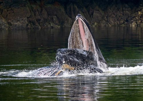 Humpback-Bubble-netting by Simon Roberts