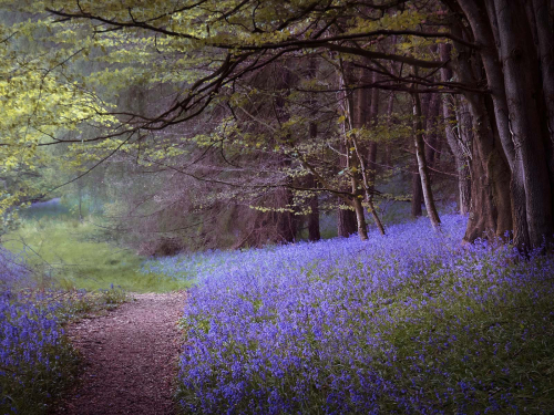 The Bluebell Wood by Jo Knight