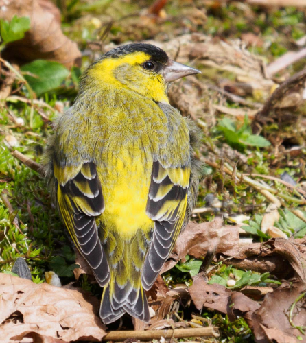 Siskin by David Rayment