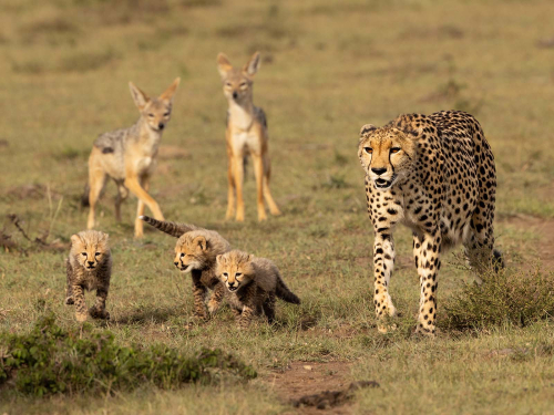 Pursued-by-Jackals by Julie Walker