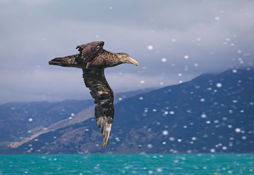 Northern-Giant-Petrel-in-Spray by Patricia Rayment