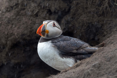 Puffin-at-Nesting-Hole by Tony Marsh