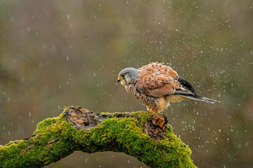Wild-Kestrel-on-a-very-wet-day by Pete Whieldon