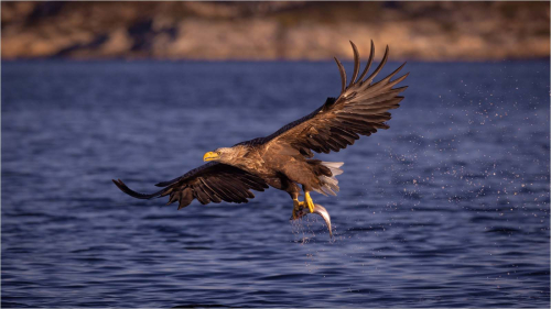 White-Tailed-Sea-Eagle-with-Fish by David Carine