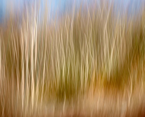 Silver-Birch-ICM by Richard Jakobson