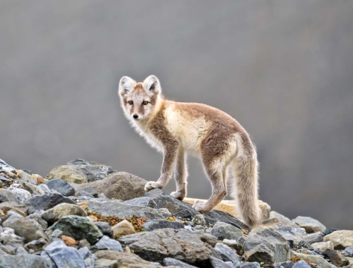 Autumn-Arctic-Fox by Simon Roberts