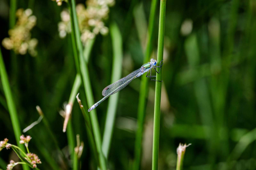 Damselfly by David Leighton