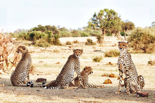 Cheetah-Family-On-Alert by Keith Snell