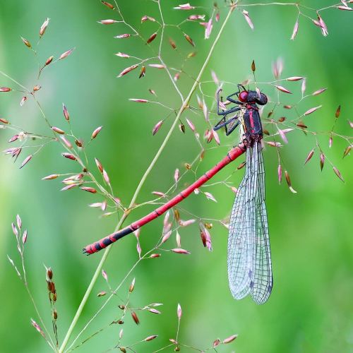 Large-Red-Damselfly by Tony Marsh