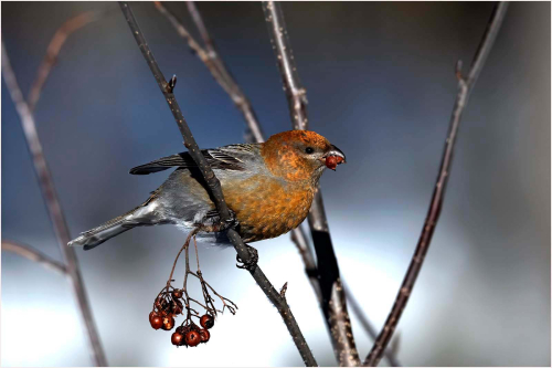 Pine-Grosbeak-in-Arctic-Winter by Carol Minks