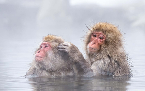Japanese-Macaques-Grooming by Julie Walker