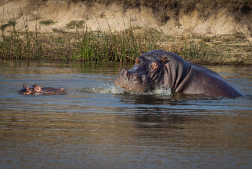 Bubble-Bathtime by Marilyn Woodthorpe