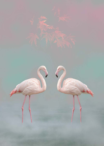 Flamingo-Land by Partricia Rayment