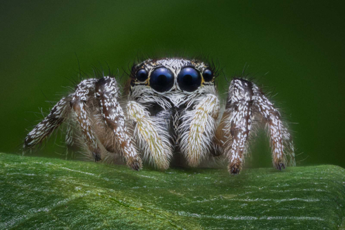 Tiny-Jumping-Spider-on-Leaf by David Carine
