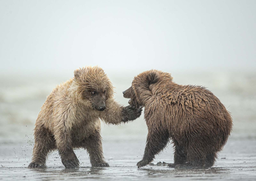 Bear-Cubs-Playing by Pete Whieldon