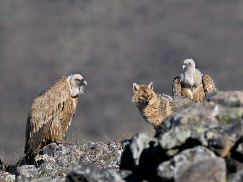 Griffon-Vultures-with-Golden- Jackal by Ronnie Gilbert