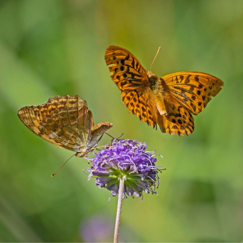 Silver-Washed-Fritillary-Pair by Tony Marsh