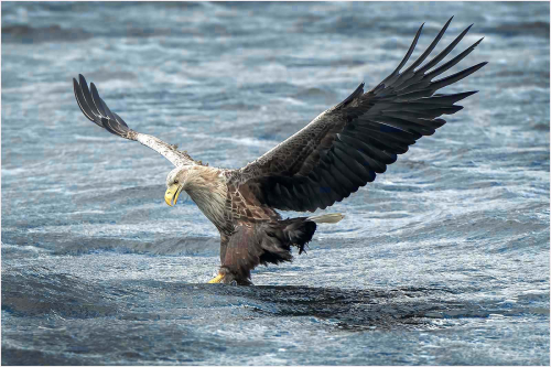 White-Tailed-Eagle by Carol Minks