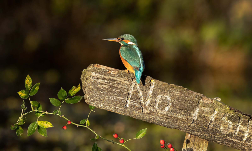 No-Fish by Pete Whieldon