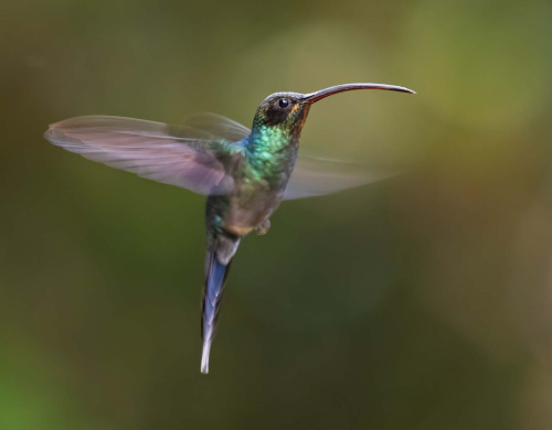 Humming-and-Hovering by Simon Roberts