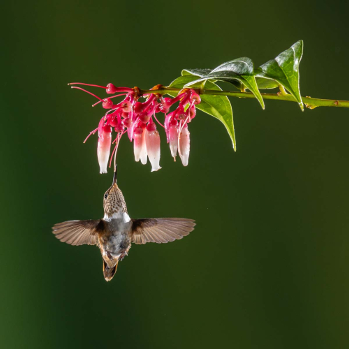 Volcano-Hummingbird by Tom Stenhouse