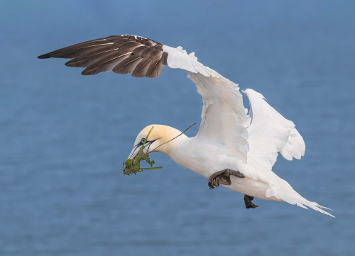 Gannet-with-Nest-Material by Patricia Rayment