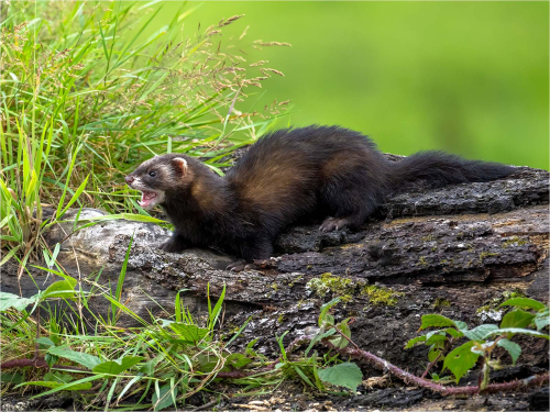 Wild-Polecat by Ronnie Gilbert