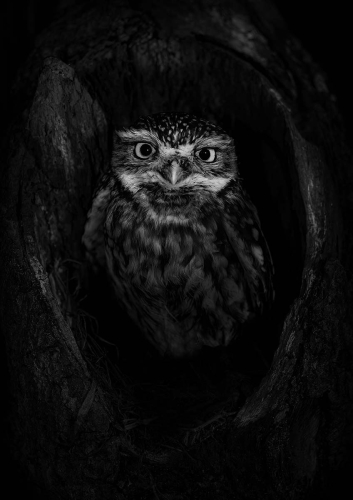 A-very-alert-Little-Owl by Pete Whieldon