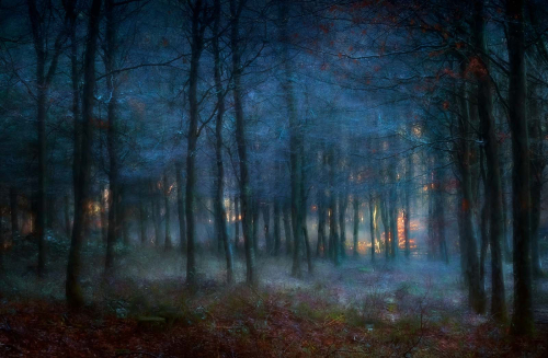 Forest-Dawn by Jo Knight