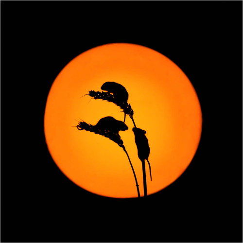 Harvest-Mice-out-Late by Fred Bell