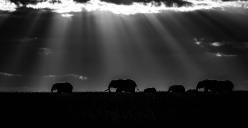 Homeward Bound by Mike Kidd