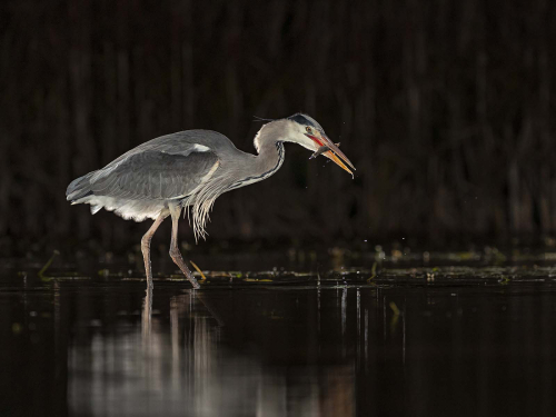 Night-Fishing by Julie Walker
