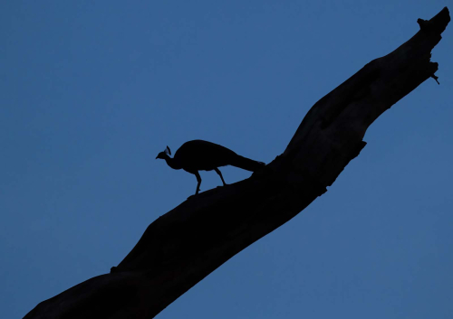 Roosting-Peacock by Tony Marsh
