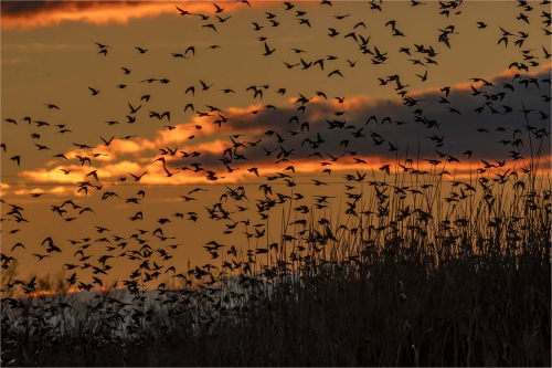 Starlings-coming-in-to-roost by Carol Minks