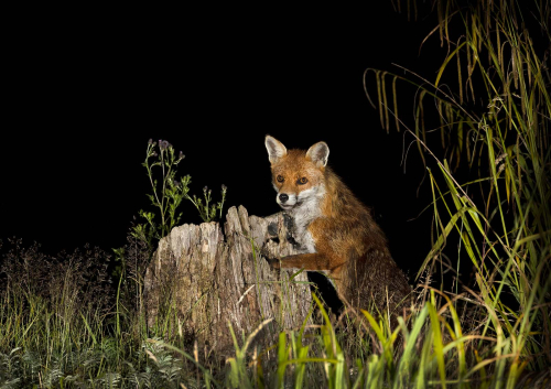 Fox-checking-for-food by Pete Whieldon