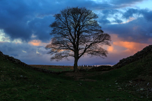 Sycamore-Gap by Tom Stenhouse