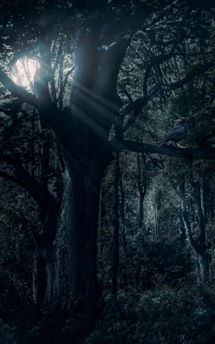 The-Crow by Anne Healey