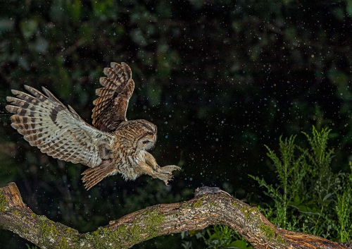 Wild-Tawny-Hunting-in-Rain by Pete Whieldon