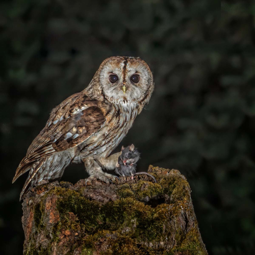 Tawny-Owl-hunting-at-Dusk by Alan Walker