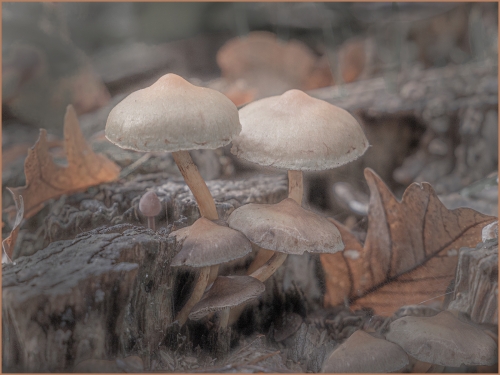 Magic-Mushrooms by David Woodthorpe
