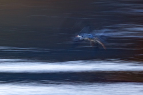 Heron-over-the-River by Tony Marsh