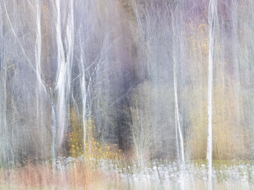 Silver-Birch-Impressions by Julie Walker
